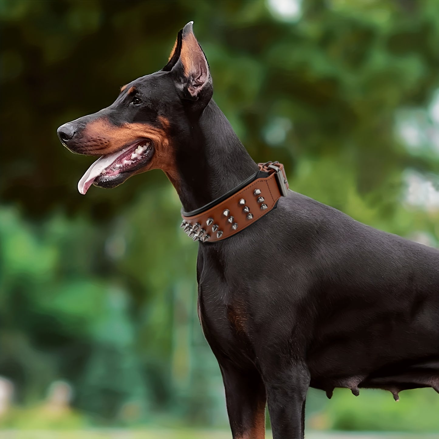 Premium Heavy Duty Spike Studded Dog Leather Collar - Durable, Comfortable, and Fashion-Forward - Padded for Extra Cushioning and Rustproof Hardware - Perfect for Stylish Medium and Large Breed Canines